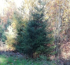 Ein Nadelbaum am Waldesrand