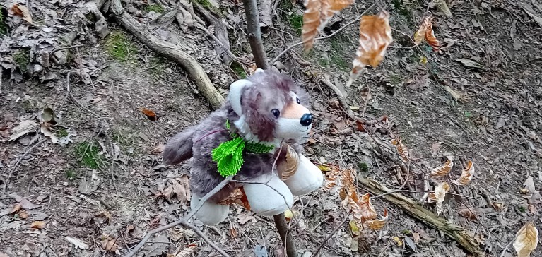 Lupine wartet auf die Kids