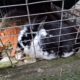 Kaninchen sucht neuen Besitzer